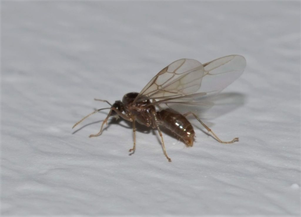 Formica alata: cfr. Solenopsis sp.